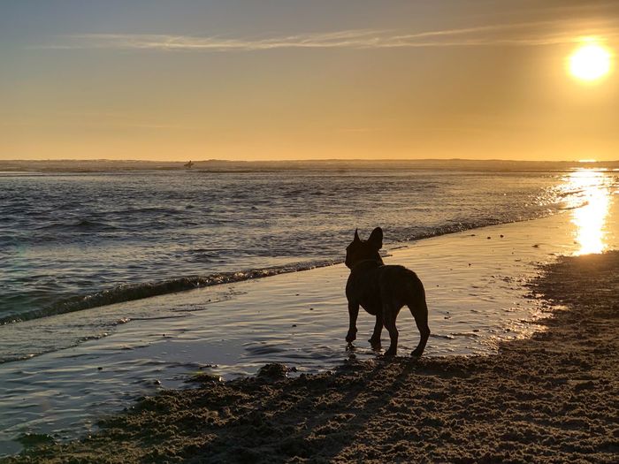 French bulldog at dog beach in del mar, san diego, california
