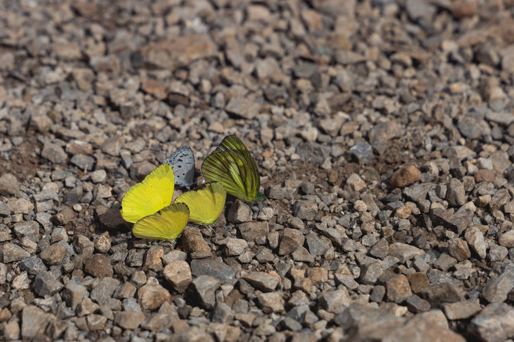 High angle view of butterfly on leaf