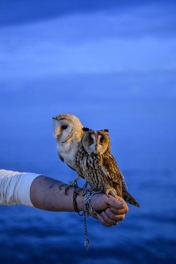 Portrait of two owls with the deep blue mediterranean sea in the background.