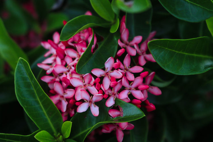 Close-up of pink flowering plant