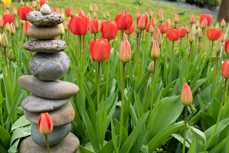 Close-up of tulips on field with man-made stone mounds in foreground.