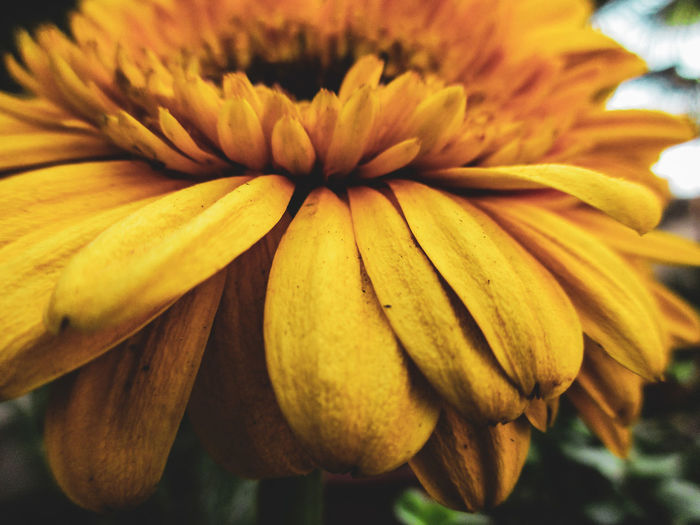 Close-up of yellow flowering plant