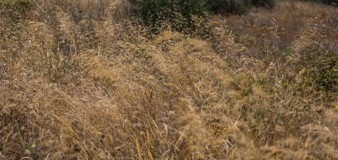 Full frame shot of grass on field