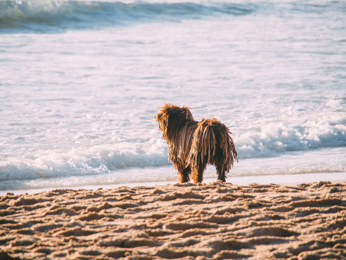 Dog watching the sea