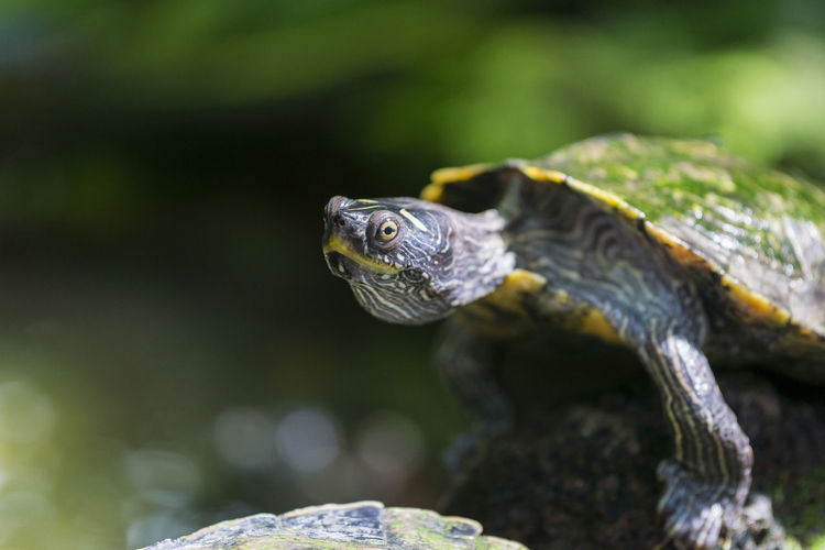 Close-up of red eared slider turtle outdoors