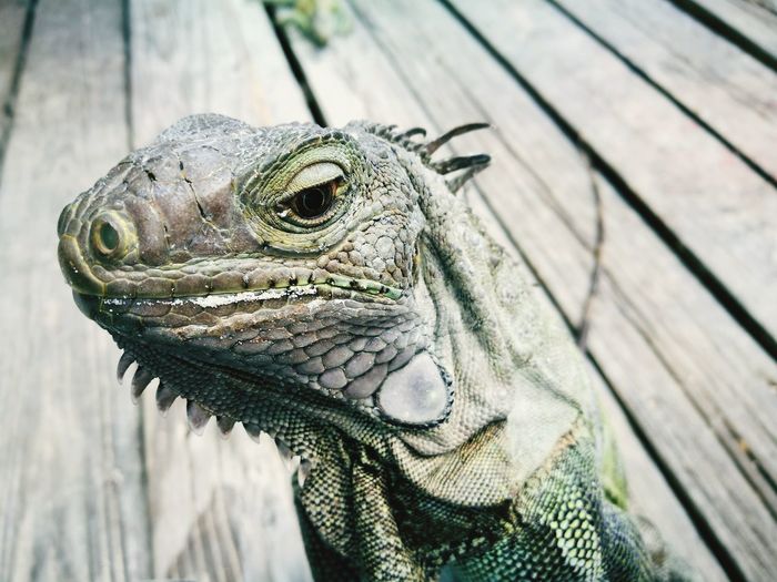 Close-up of iguana on wood