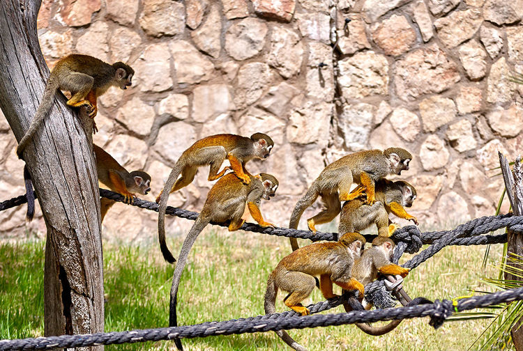 Group of squirrel monkeys on rope at zoo