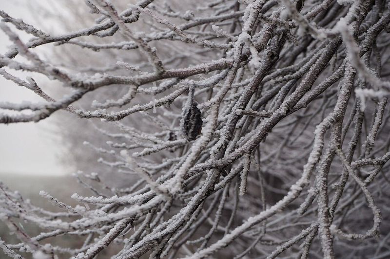 Close-up of snow on tree branch