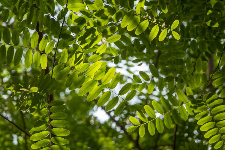 Low angle view of leaves on tree
