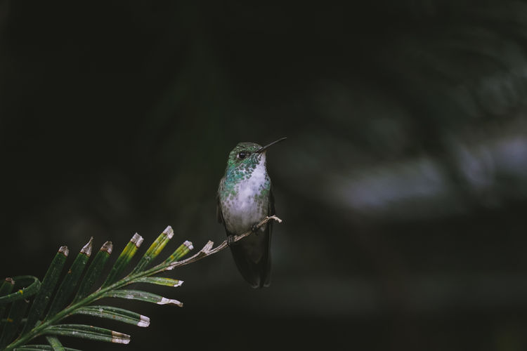 Versicolored emerald hummingbird