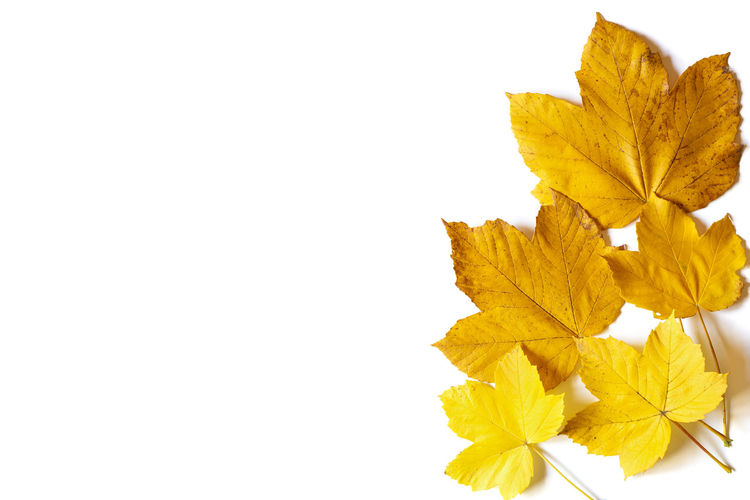 Close-up of yellow maple leaves on white background