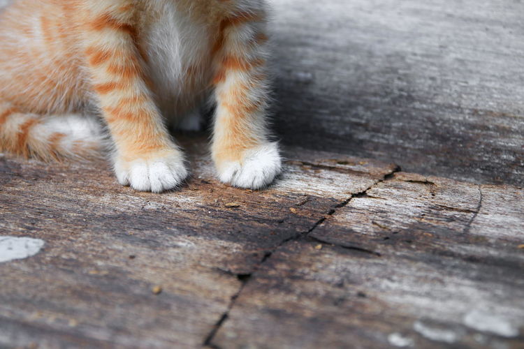 Close-up of cat lying on wooden floor