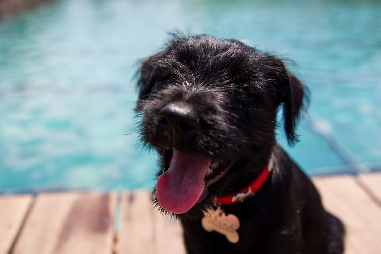 Portrait of dog by swimming pool