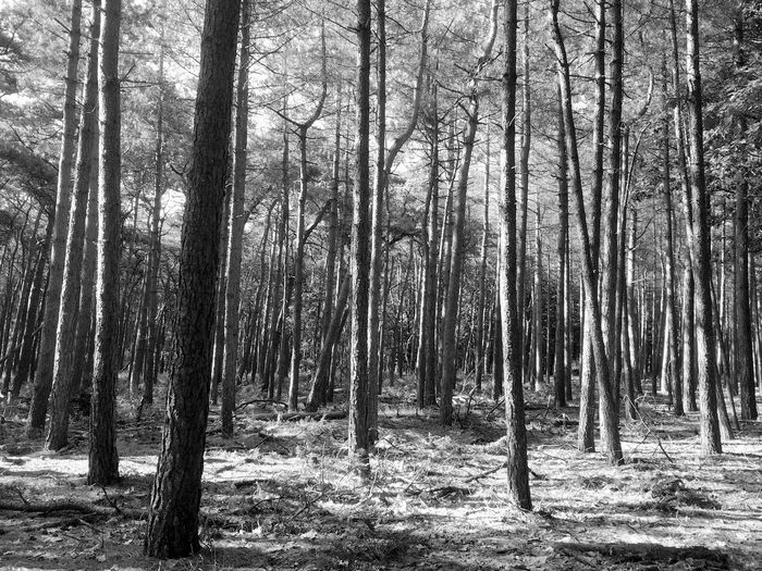 Trees in forest