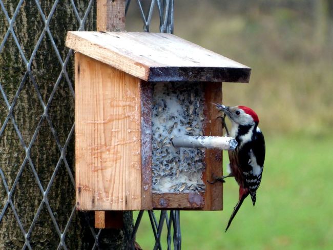 50 Bird Feeder Pictures Hd Download Authentic Images On Eyeem