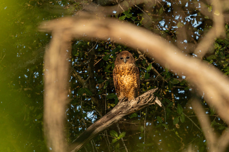 Low angle view of owl perching on branch
