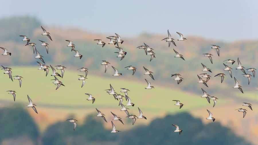 Dunlin , calidris alpina birds in flight at the high tide