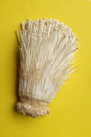 Close-up of brush against yellow background
