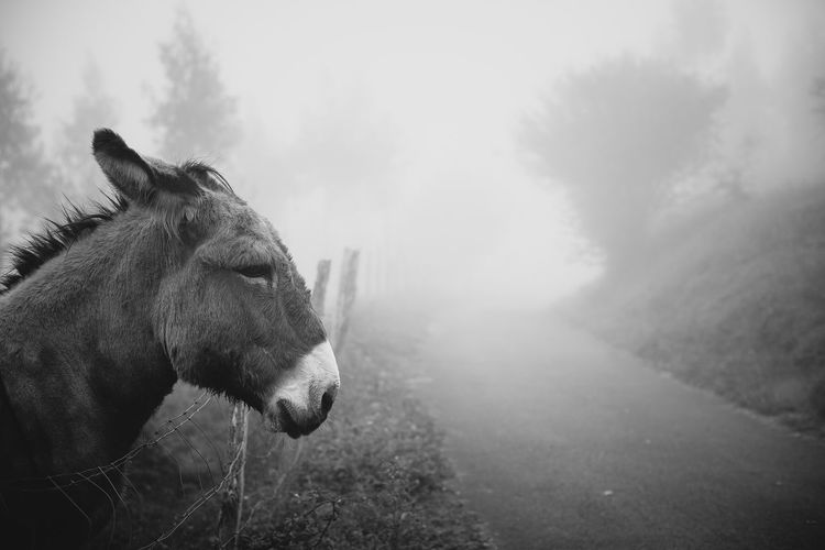Donkey on field by single lane road during foggy weather