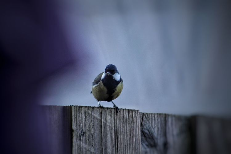 Great tit perching on wooden fence