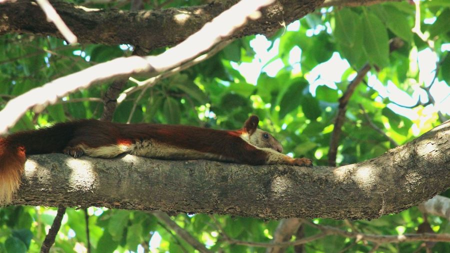 View of a monkey on tree
