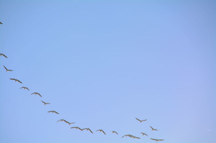 Flock of birds flying in clear sky