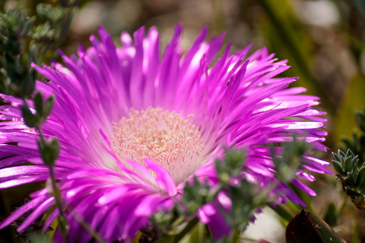 Close-up of flowers blooming outdoors