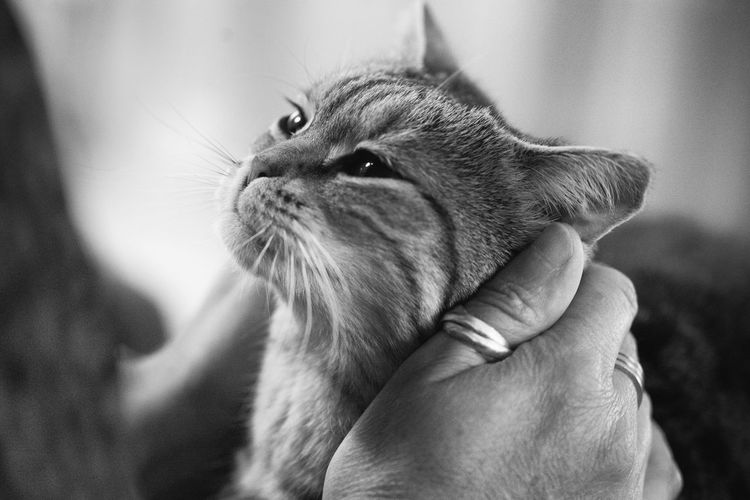 Close-up of a hand holding cat