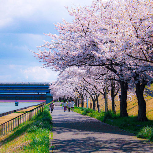 View of cherry blossom trees on footpath