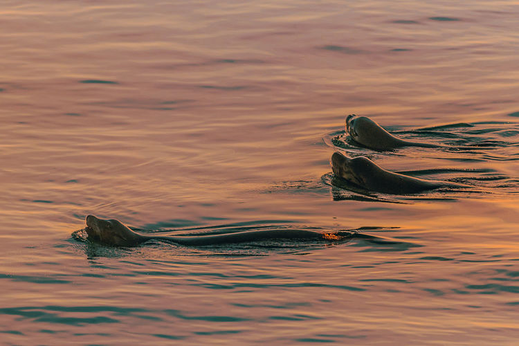 Aquatic mammals swimming in sea during sunset