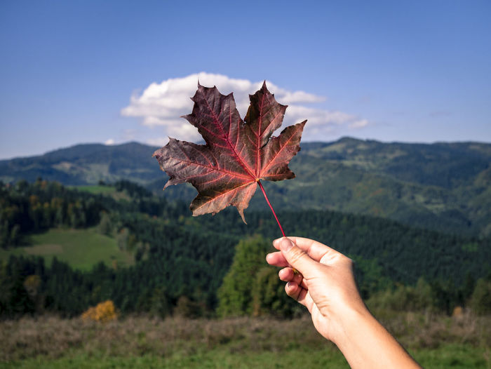 Cropped hand holding maple leaf against clear sky