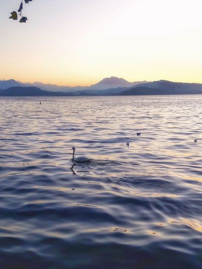 View of birds swimming in lake at sunset