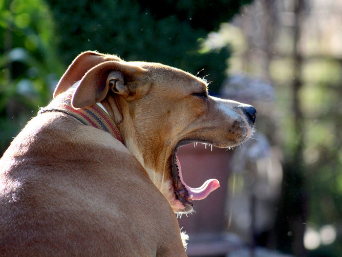 Close-up of dog looking away with mouth open