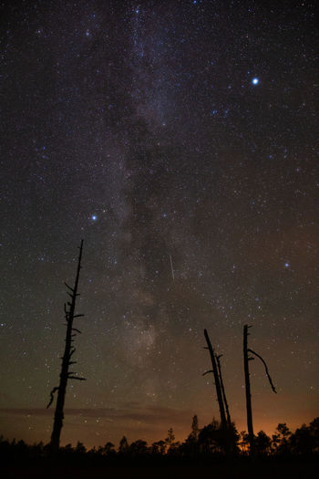Low angle view of silhouette trees against sky at night