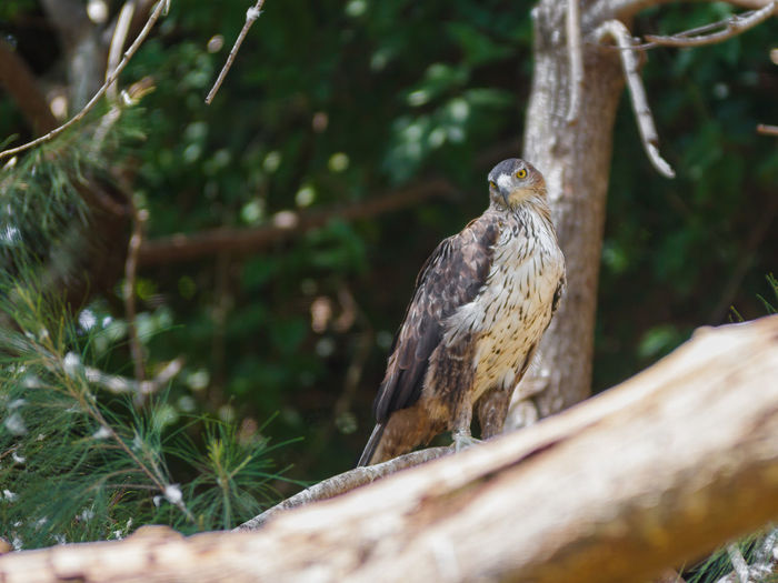 Long-legged buzzard perching on tree