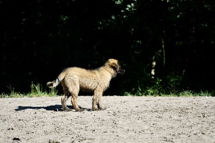 Full length of a dog on field