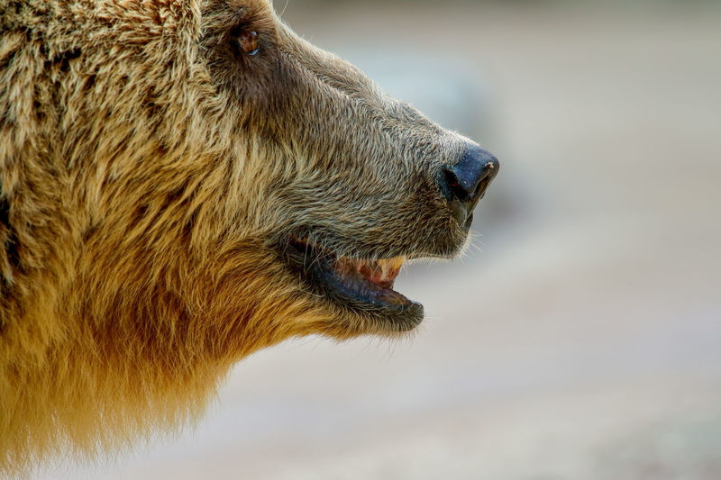 grizzly bear head side view