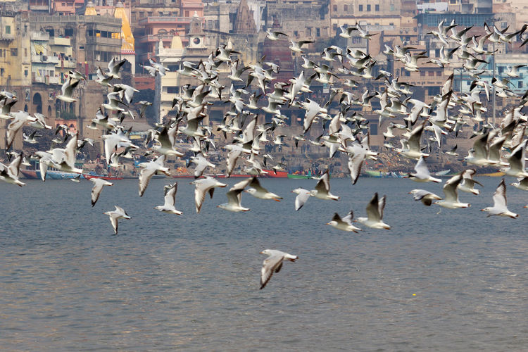 Flock of seagulls flying over ganga river in varanasi