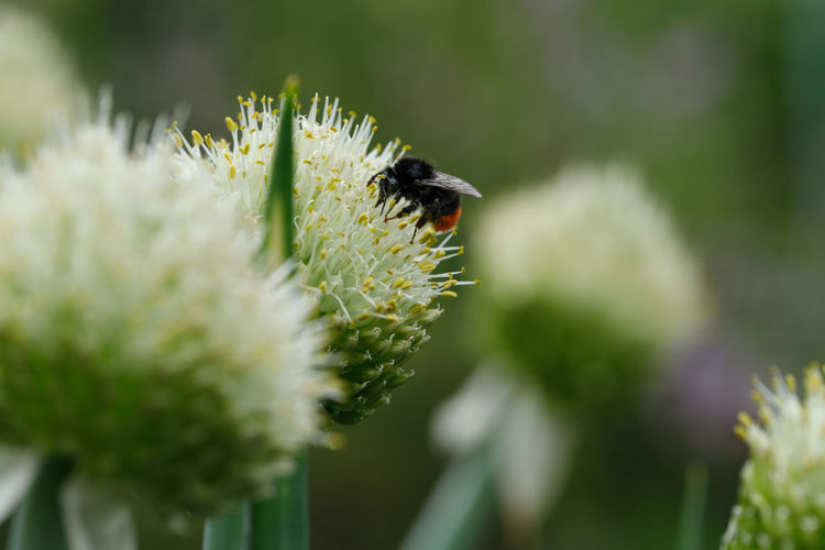 Bee at a flowering onion plant.