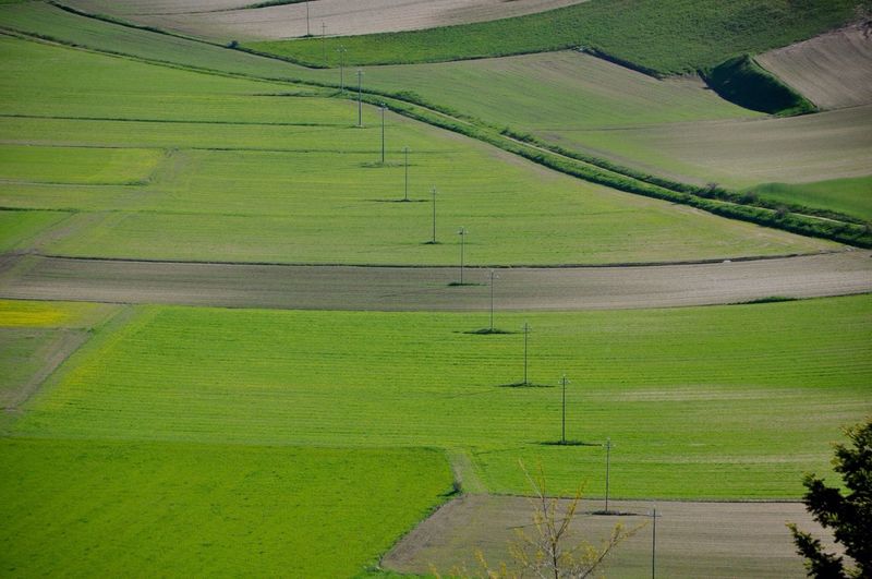 Scenic view of grassy field