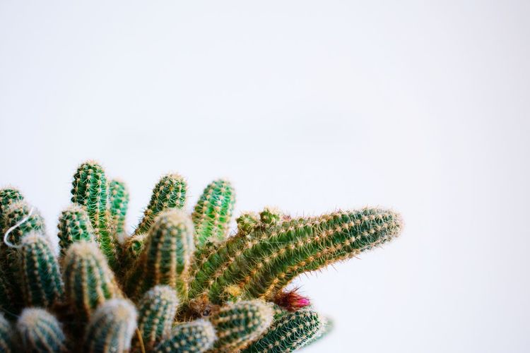 Close-up of cactus against clear sky