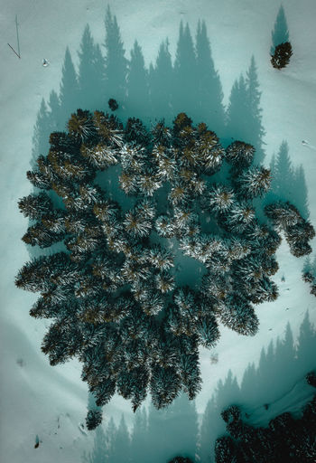 Aerial view of pine trees on snow covered landscape