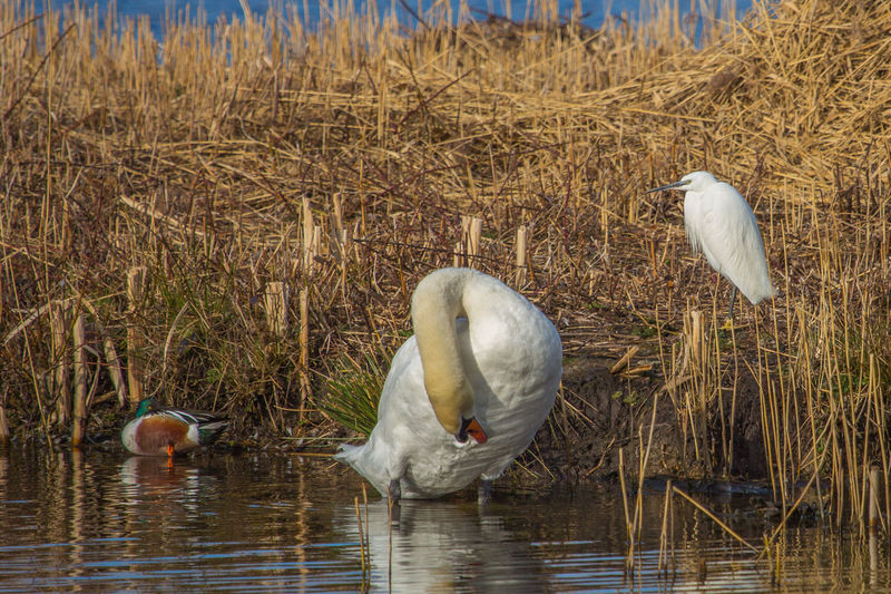 Birds in lake