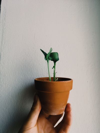 Midsection of person holding small potted plant against wall
