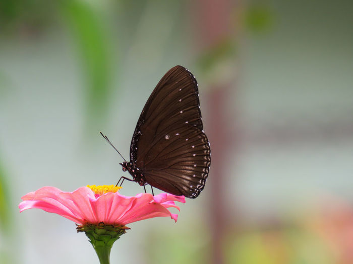 Close-up of butterfly pollinating on flower