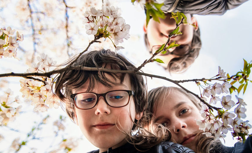 Portrait of the three kids looking down through the flowering sakura branch