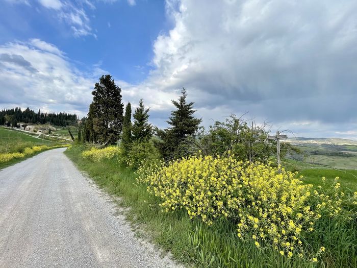 Scenic view of road amidst trees against sky