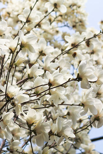 Low angle view of magnolia flowers blooming in park