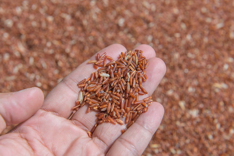 Close-up of hand holding raw rice