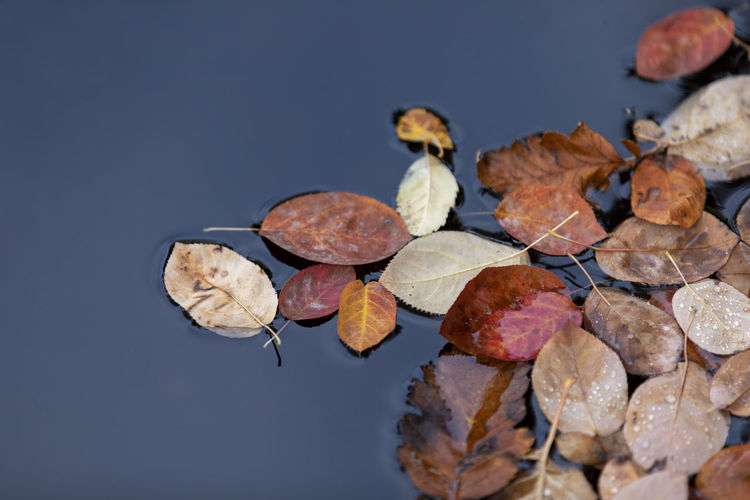 Close-up of dried autumn leaves over black background